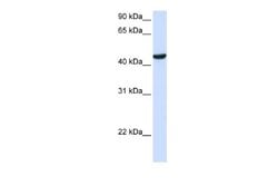 ZNF134 Rabbit anti-Human, Polyclonal, Novus Biologicals 0.1ml; Unconjugated:Antibodies,